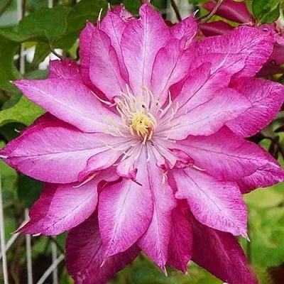 Клематис КАЕН  Клематис КАЕН в Томске