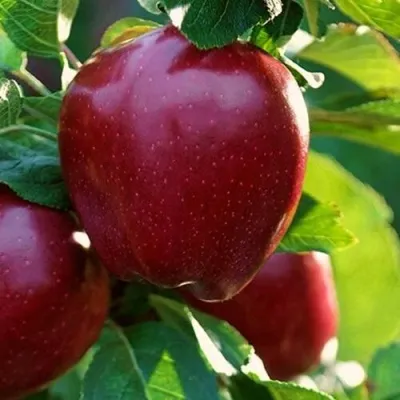 Яблоня РЕД ЧИФ в Томске