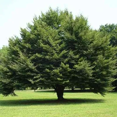 Бук обыкновенный  Бук обыкновенный в Томске