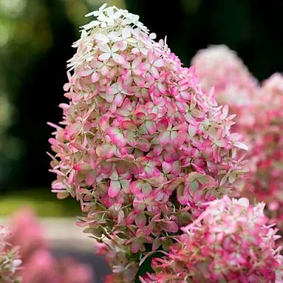 Гортензия РОЯЛ ФЛОВЕР метельчатая  Гортензия РОЯЛ ФЛОВЕР метельчатая в Томске