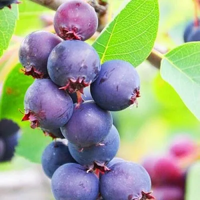 Ирга СМОУКИ  Ирга СМОУКИ в Томске