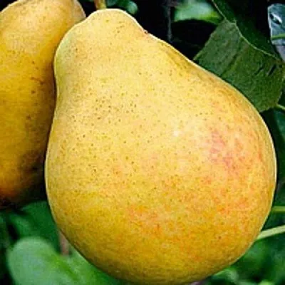 Груша САХАРНАЯ в Томске