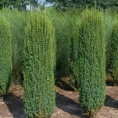 Можжевельник ХИБЕРНИКА обыкновенный  Можжевельник ХИБЕРНИКА обыкновенный в Томске