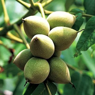 Орех МАНЬЧЖУРСКИЙ  Орех МАНЬЧЖУРСКИЙ в Томске