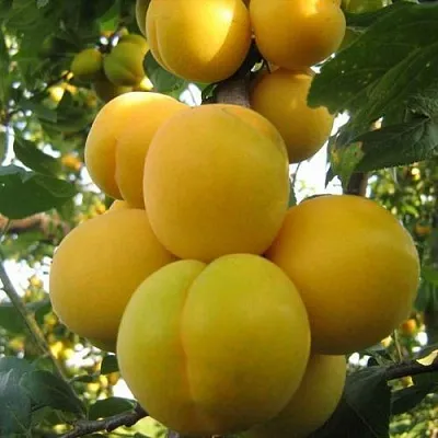 Слива ЛОДВА  Слива ЛОДВА в Томске