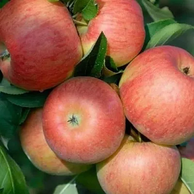 Яблоня ТОПАЗ  Яблоня ТОПАЗ в Томске