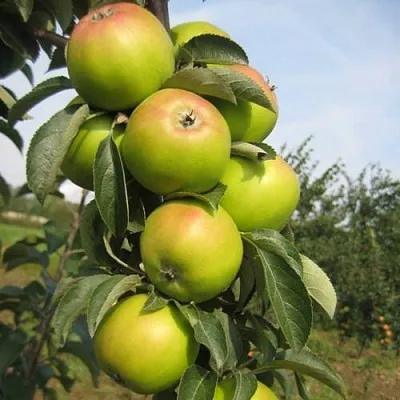 Яблоня ЛУКОМОР колонновидная  Яблоня ЛУКОМОР колонновидная в Томске