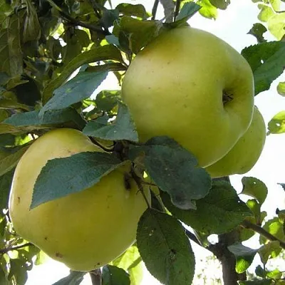 Яблоня АНТОНОВКА ОБЫКНОВЕННАЯ  Яблоня Антоновка Обыкновенная в Томске