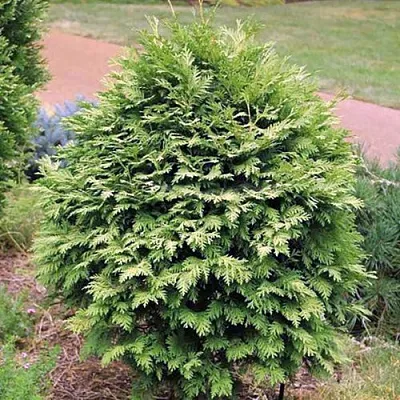 Туя ВАРЕАНА ЛЮТЕСЦЕНС западная  Туя ВАРЕАНА ЛЮТЕСЦЕНС западная в Томске