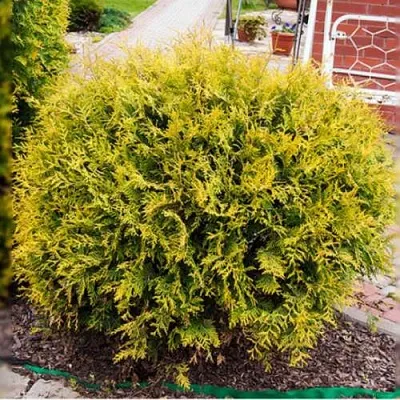 Туя КОЛЛЕРС ГОЛД складчатая  Туя КОЛЛЕРС ГОЛД складчатая в Томске