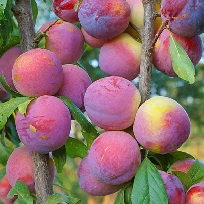 Слива КОЛОННОВИДНАЯ  Слива КОЛОННОВИДНАЯ в Томске