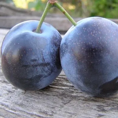 Слива БЛЮФРИ  Слива БЛЮФРИ в Томске