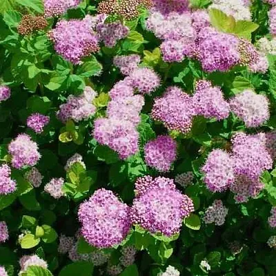 Спирея ПИНК СПАРКЛЕР  Спирея ПИНК СПАРКЛЕР в Томске