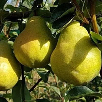 Груша СОКРОВИЩЕ в Томске