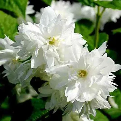 Жасмин ДАМ БЛАНШ  Жасмин ДАМ БЛАНШ в Томске