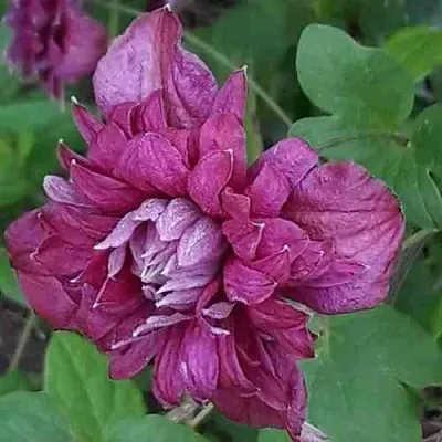 Клематис ПУРПУРЕА ПЛЕНА ЭЛЕГАНС  Клематис ПУРПУРЕА ПЛЕНА ЭЛЕГАНС в Томске