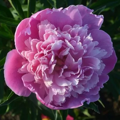 Пион СЮЗЕТТ травянистый в Томске