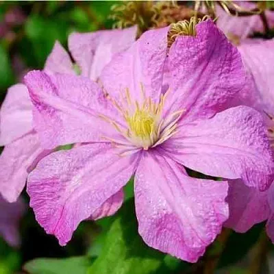 Клематис КОМТЕСС ДЕ БУШО  Клематис КОМТЕСС ДЕ БУШО в Томске