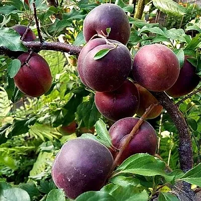 Шарафуга БЕЛЛА РОЯЛЬ  Шарафуга БЕЛЛА РОЯЛЬ в Томске