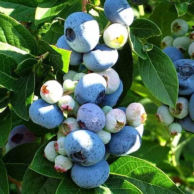 Голубика ВЕЙМУТ  Голубика ВЕЙМУТ в Томске