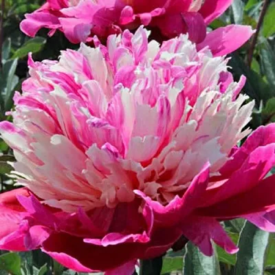 Пион ДЕЙДРИМ травянистый  Пион ДЕЙДРИМ травянистый в Томске