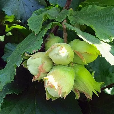 Фундук ТАМБОВСКИЙ РАННИЙ  Фундук ТАМБОВСКИЙ РАННИЙ в Томске