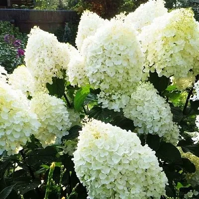 Гортензия СИЛЬВЕР ДОЛЛАР метельчатая в Томске