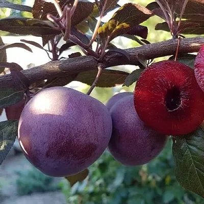 Слива ПАННА   Слива ПАННА  в Томске