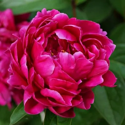 Пион ЛУИ ВАН-ГУТТ травянистый  Пион ЛУИ ВАН-ГУТТ травянистый в Томске