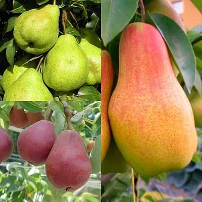 Комплект ГРУШЕВОЕ АССОРТИ в Томске