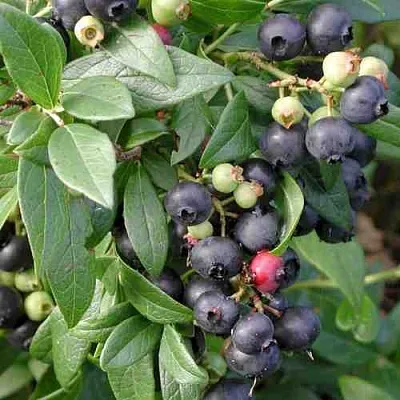 Голубика ПУТТЕ  Голубика ПУТТЕ в Томске