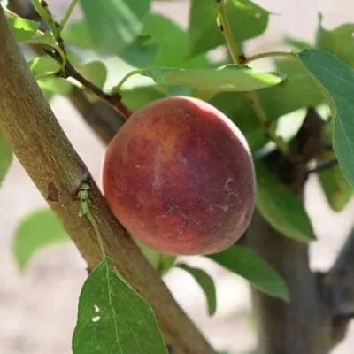 Плумкот БИРИКОККОЛО СУЗИНКОККО  Плумкот БИРИКОККОЛО СУЗИНКОККО в Томске