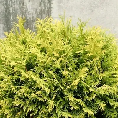 Туя ГОЛДЕН ГЛОБ западная — описание сорта Туя ГОЛДЕН ГЛОБ западная в Томске