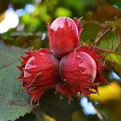 Фундук КРАСНЫЙ ЯНТАРЬ — описание сорта Фундук КРАСНЫЙ ЯНТАРЬ в Томске