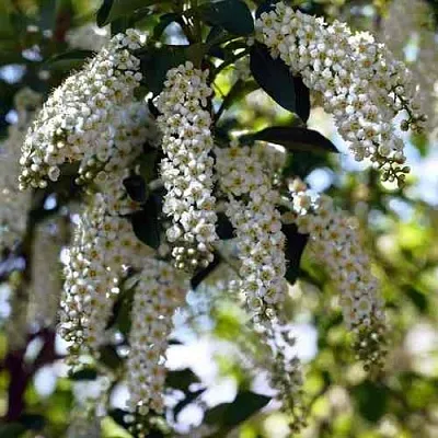 Черемуха виргинская ШУБЕРТ  Черемуха виргинская ШУБЕРТ в Томске