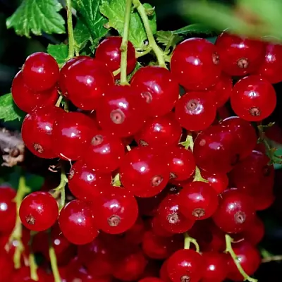 Смородина красная СЕРПАНТИН  Смородина красная СЕРПАНТИН в Томске