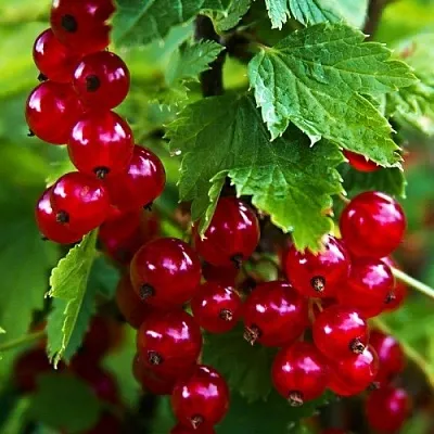 Смородина красная РОЛАН  Смородина красная РОЛАН в Томске