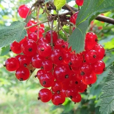 Смородина красная КРАСНАЯ АНДРЕЙЧЕНКО  Смородина красная КРАСНАЯ АНДРЕЙЧЕНКО в Томске