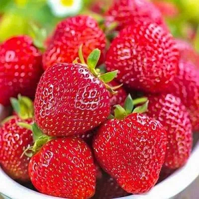 Клубника СИЛЬВИЯ  Клубника СИЛЬВИЯ в Томске