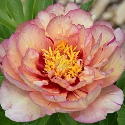 Пион КЭЛЛИС МЕМОРИ ито-гибрид  Пион КЭЛЛИС МЕМОРИ ито-гибрид в Томске