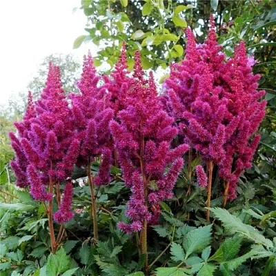 Астильба ВИЖНС китайская в Томске