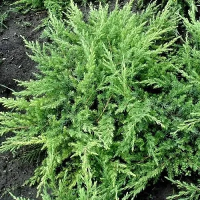 Можжевельник ШЛЯГЕР прибрежный  Можжевельник ШЛЯГЕР прибрежный в Томске