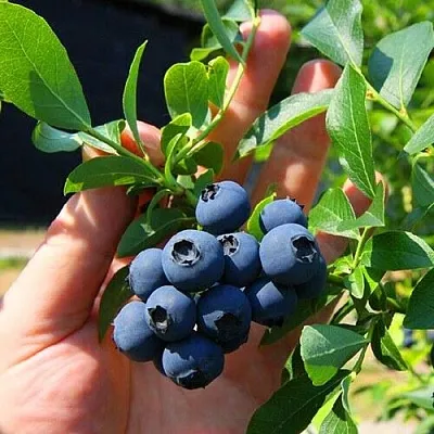 Голубика НОРТ КАНТРИ  Голубика НОРТ КАНТРИ в Томске