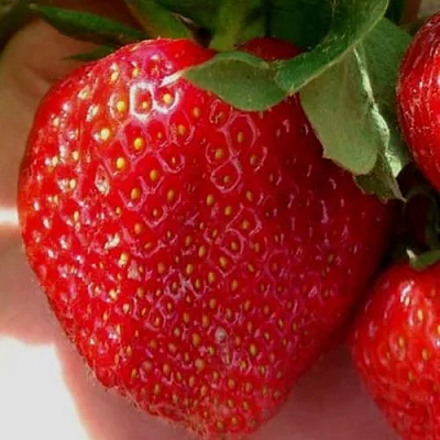 Клубника МАГНУС  Клубника МАГНУС в Томске