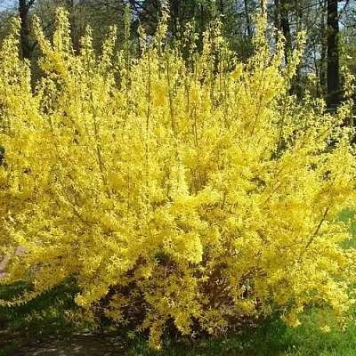 Форзиция ФОРЧУНА  Форзиция ФОРЧУНА в Томске