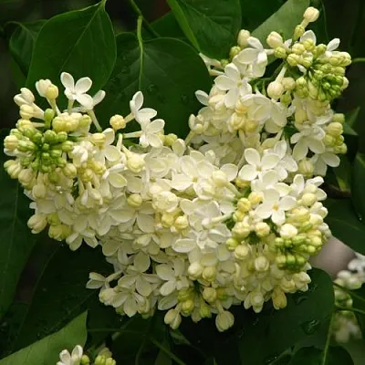 Сирень ПРИМРОУЗ  Сирень ПРИМРОУЗ в Томске