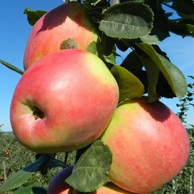 Яблоня БРЯНСКОЕ РОЗОВОЕ  Яблоня БРЯНСКОЕ РОЗОВОЕ в Томске