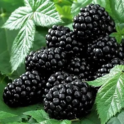 Ежевика БЛЭК БЬЮТИ  Ежевика БЛЭК БЬЮТИ в Томске