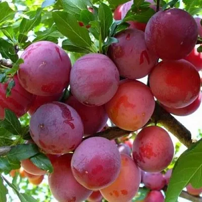 Слива НЕКТАРИННАЯ АРОМАТНАЯ  Слива НЕКТАРИННАЯ АРОМАТНАЯ в Томске