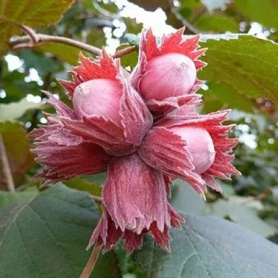 Фундук СКАРЛЕТТ  Фундук СКАРЛЕТТ в Томске